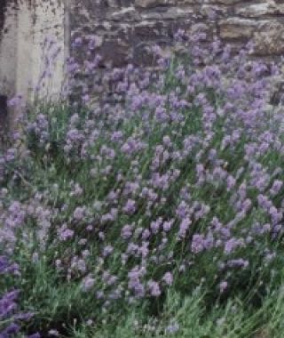 Hidcote Lavender