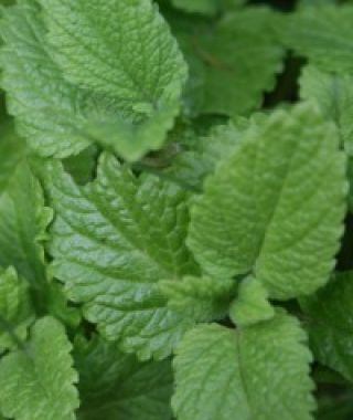 Lemon Balm