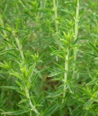Winter Savory