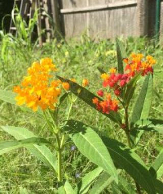 The Silky Milkweed Mixture