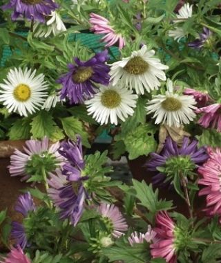 The Rainbow Single Aster Mixture