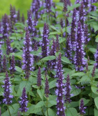 Astello Indigo Hyssop