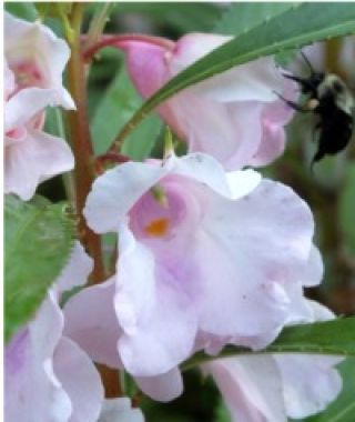 The Camellia Flowered Balsam Mixture