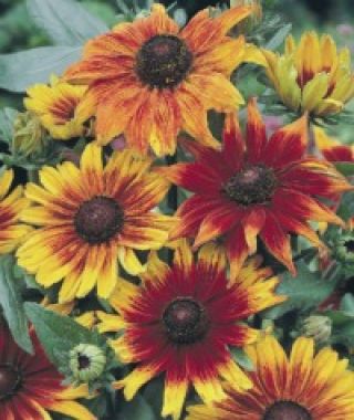 The Autumn Colors Black-Eyed Susan Mixture