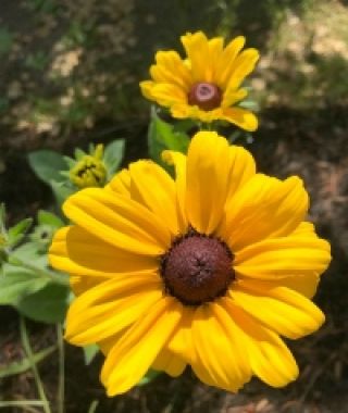 Indian Summer Black-Eyed Susan