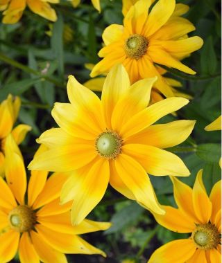 Green Eyes Black-Eyed Susan