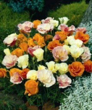 The Twister California Poppy Mixture