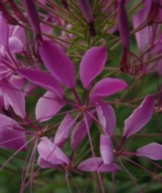 Mauve Queen Spider Flower