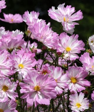 Coletta Pink-White Cosmos