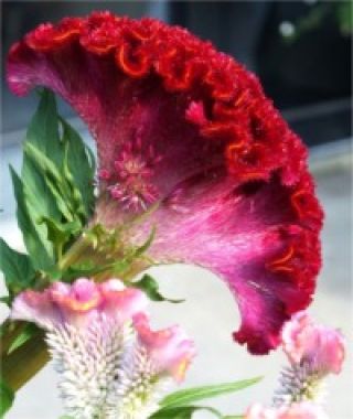 The Triangle Cockscomb Celosia Mixture