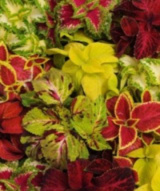 The Coleus Colorful Wizard Mixture