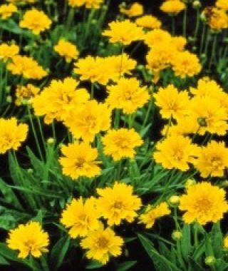 Early Sunrise Coreopsis
