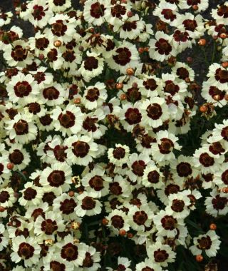 Corusco Cream-Red Coreopsis