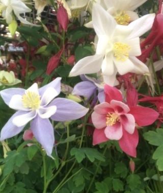 The Starry Nights Columbine Mixture