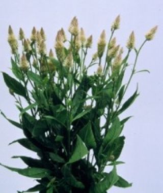 Xantippe Cutting Celosia