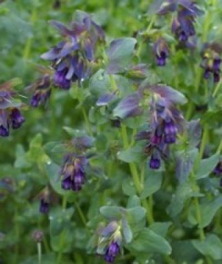Honeywort