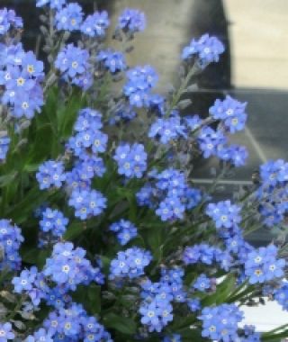 Jewel Blue Forget-Me-Nots