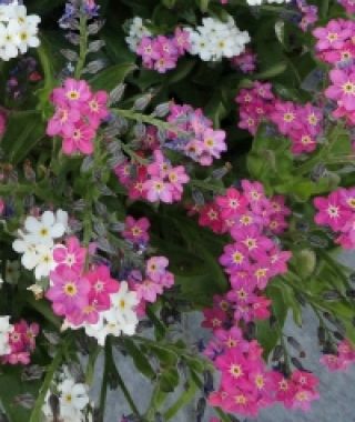 Jewel Rose Forget-Me-Nots