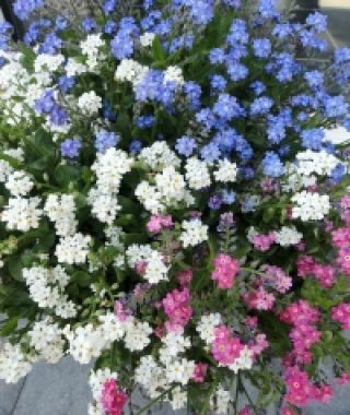 The Jewel Forget-Me-Nots Mixture