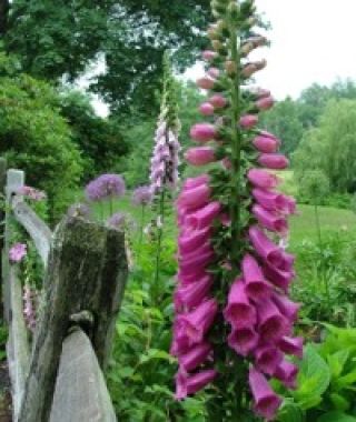 Strawberry Fayre Foxglove