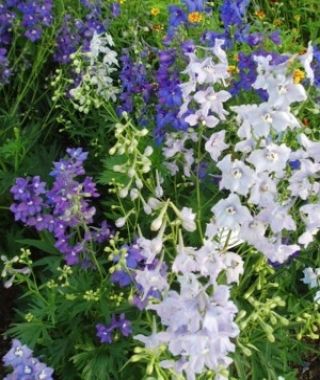 Connecticut Yankee Delphinium Mixture