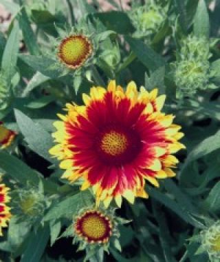 Arizona Sun Blanket Flower