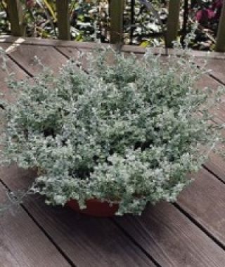 Silver Mist Helichrysum