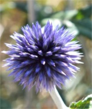 Globe Thistle