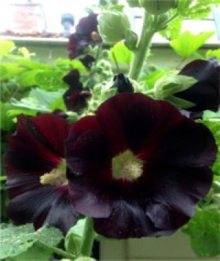 The Watchman Hollyhock