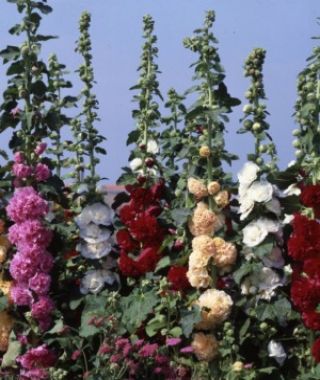 The Chater's Double Hollyhock Mixture