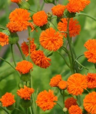 Irish Poet Tassel Flower