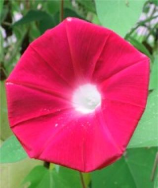 Scarlet O'Hara Morning Glory