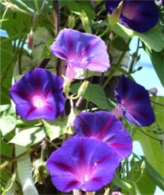 Grandpa Ott Morning Glory
