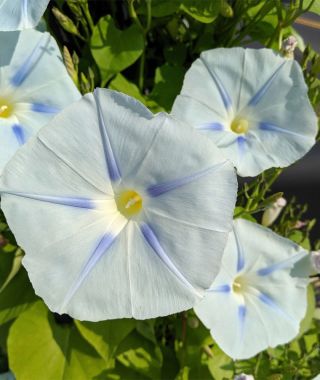 Blue Star Morning Glory