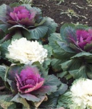 The Fall Festival Ornamental Kale Mixture