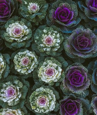 Bella Flowering Cabbage