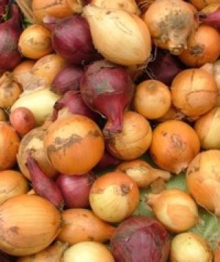 Red, Yellow and White Onion Set Mixture