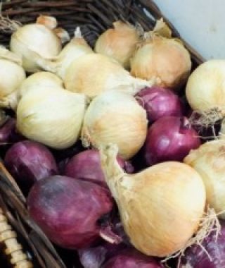 White Ebenezer Onion Sets