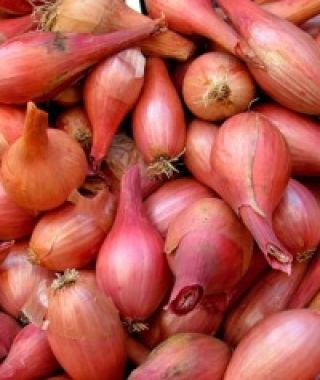 French Red Shallot