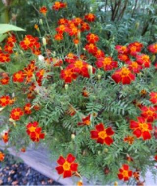 Paprika Signet Marigold
