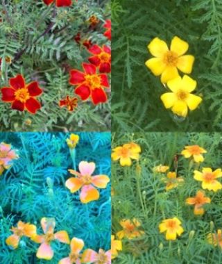 The Starfire Signet Marigold Mixture