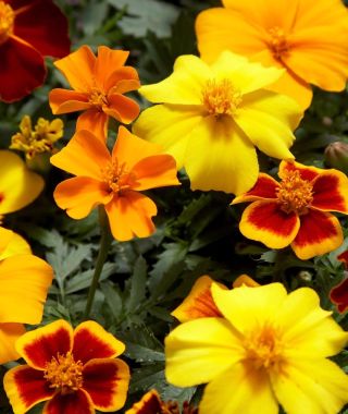 Disco Single Marigold Mixture