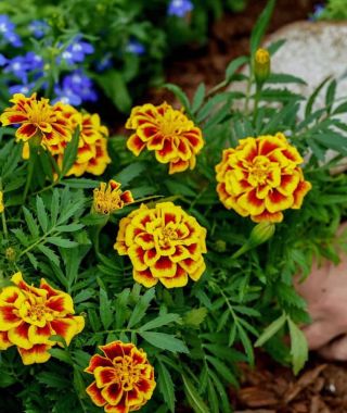 Mango Tango Marigold