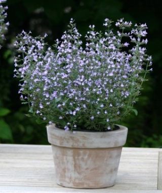 Blue Marvelette Calamint 