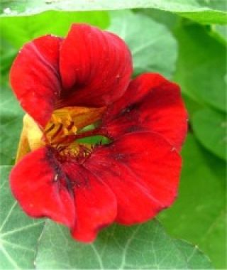 Empress of India Nasturtium