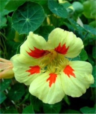 Peach Melba Nasturtium