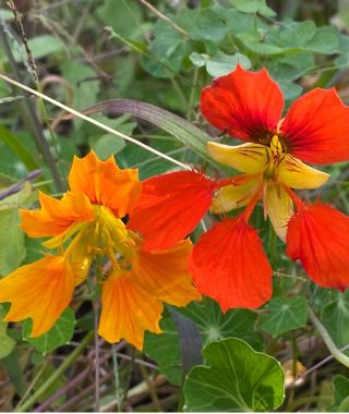 Split Petals Nasturtium