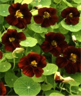 Black Velvet Nasturtium