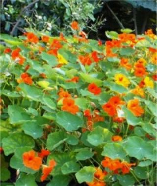 The Old-Fashioned Tawny Nasturtium Mixture