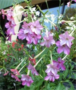The Sensationally Fragrant Nicotiana Mixture 